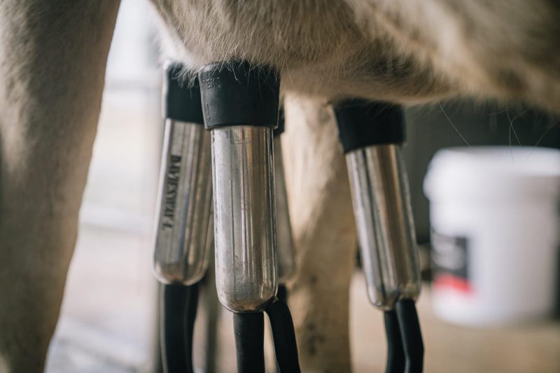 Korinya Korinya Farm Gate Filmshoot FOR WEB 53